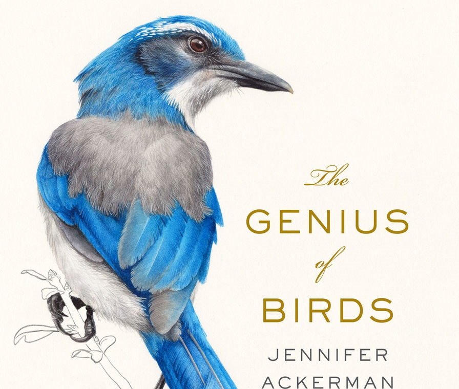 The Genius of Birds by Jennifer Ackerman